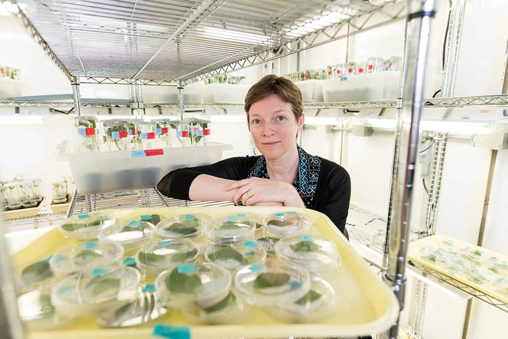 A woman in a lab at the University of Rochester holds a tray of plants, showcasing her research work.