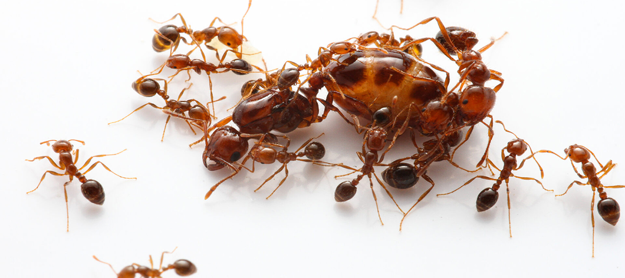 Group of fire ants surround a larger queen fire ant.