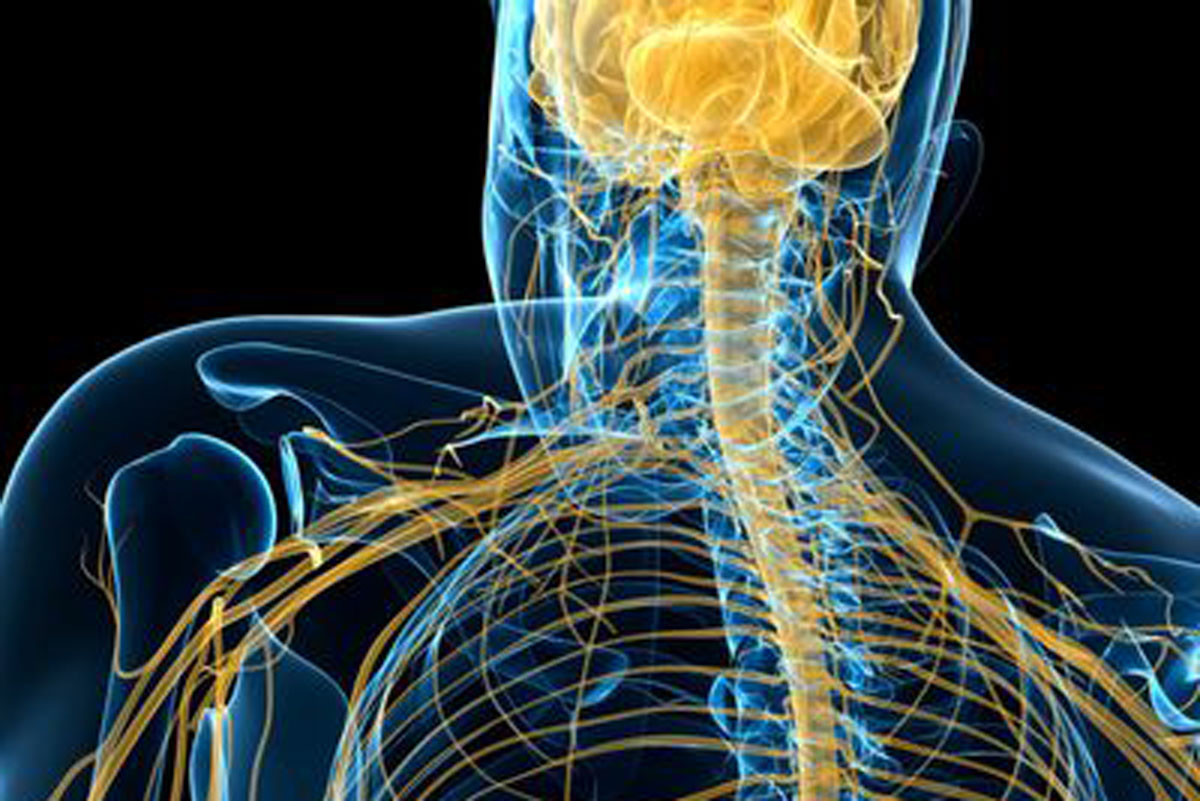 Diagram of the human nervous system, showing the brain, spinal cord, and peripheral nerves in detail.