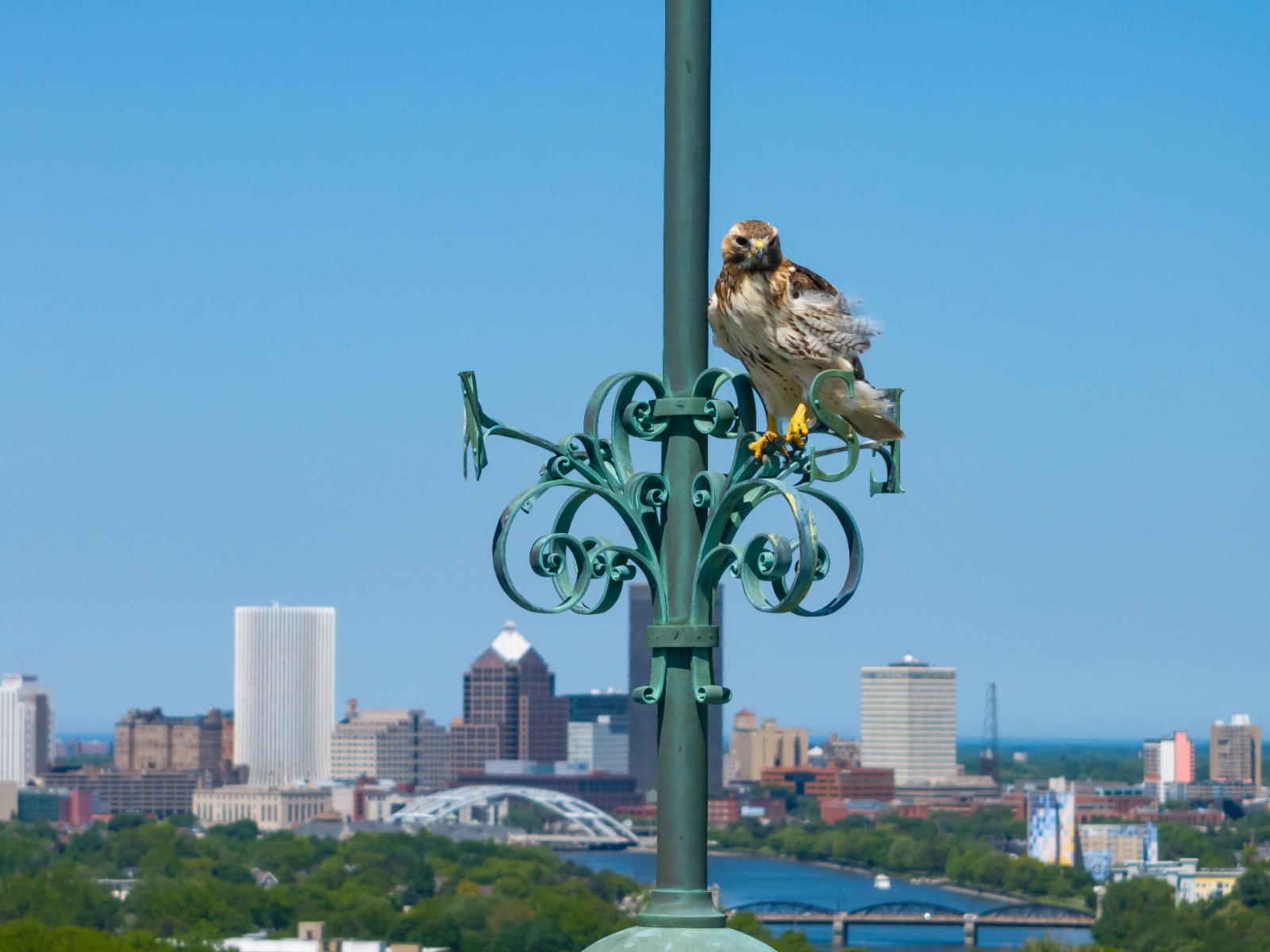 A hawk perches on a lightpost on the University of Rochester campus with the Rochester city skyline in the background